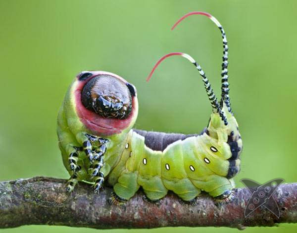 Страшно красивые гусеницы