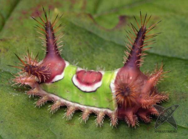 Страшно красивые гусеницы