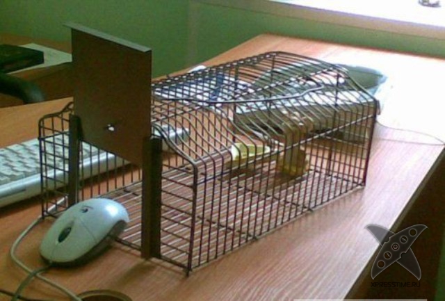 Виды мышеловок