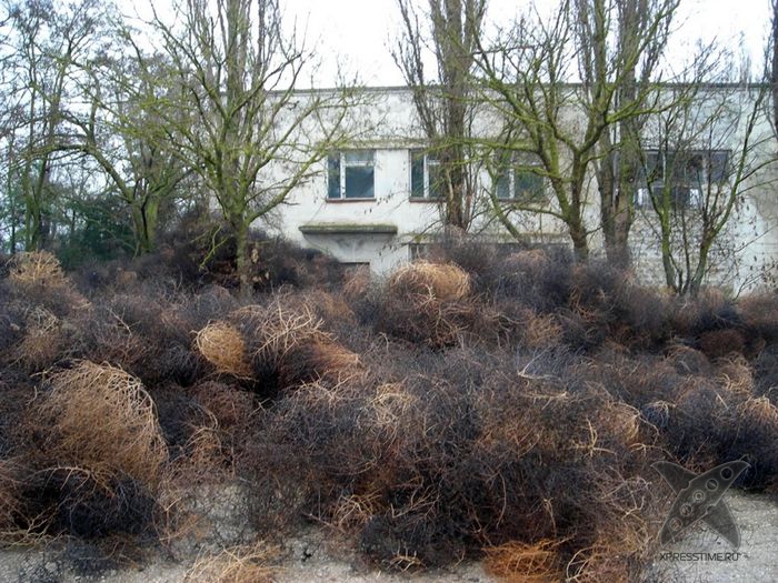 Перекати-поле захватили крымский посёлок