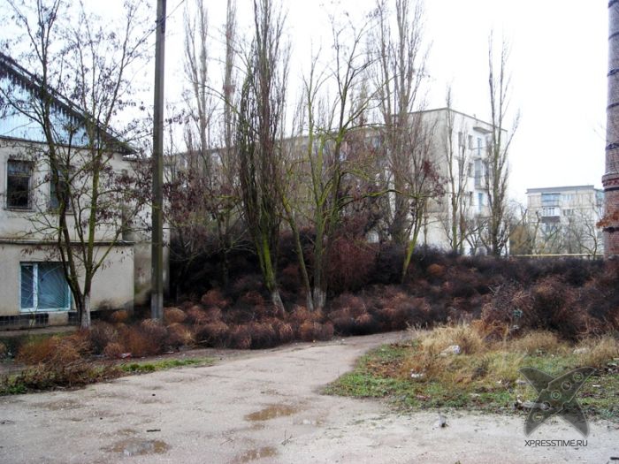 Перекати-поле захватили крымский посёлок