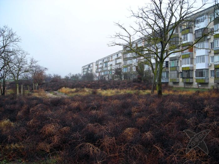 Перекати-поле захватили крымский посёлок