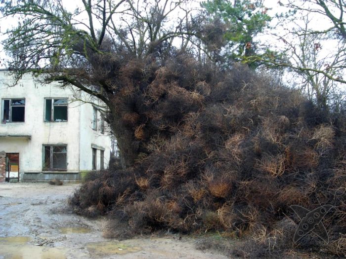 Перекати-поле захватили крымский посёлок