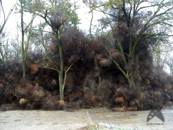 Перекати-поле захватили крымский посёлок