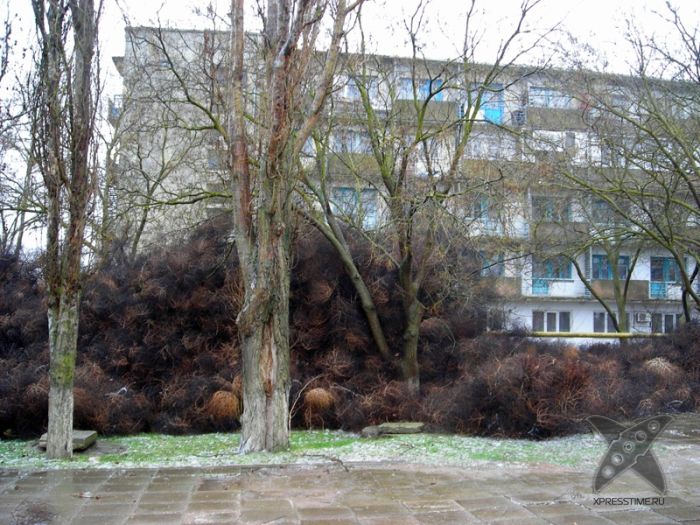 Перекати-поле захватили крымский посёлок
