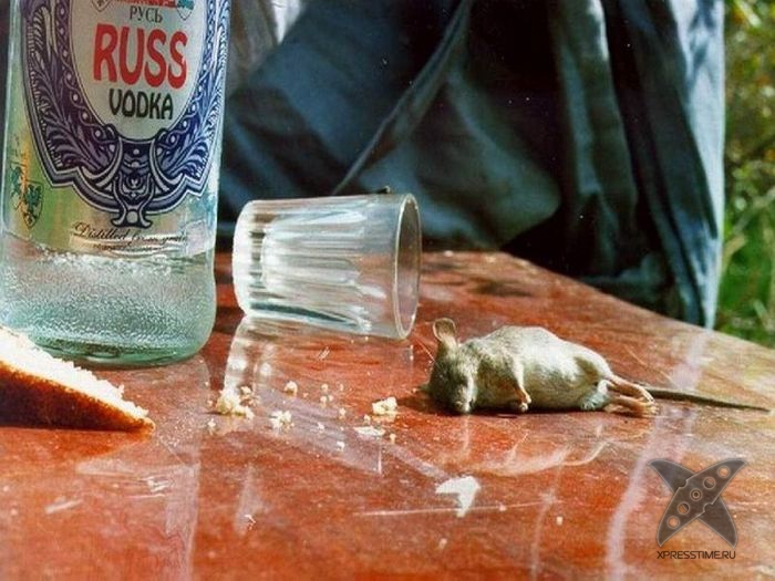 Интересные факты о водке