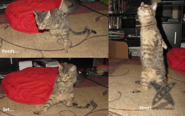 Котенок без передних лап