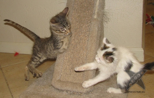 Котенок без передних лап