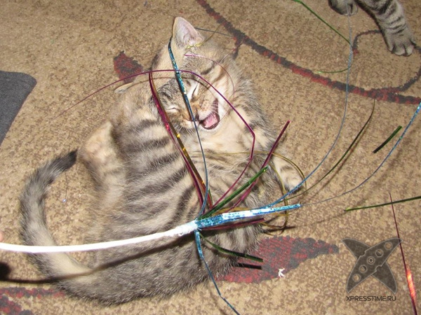 Котенок без передних лап