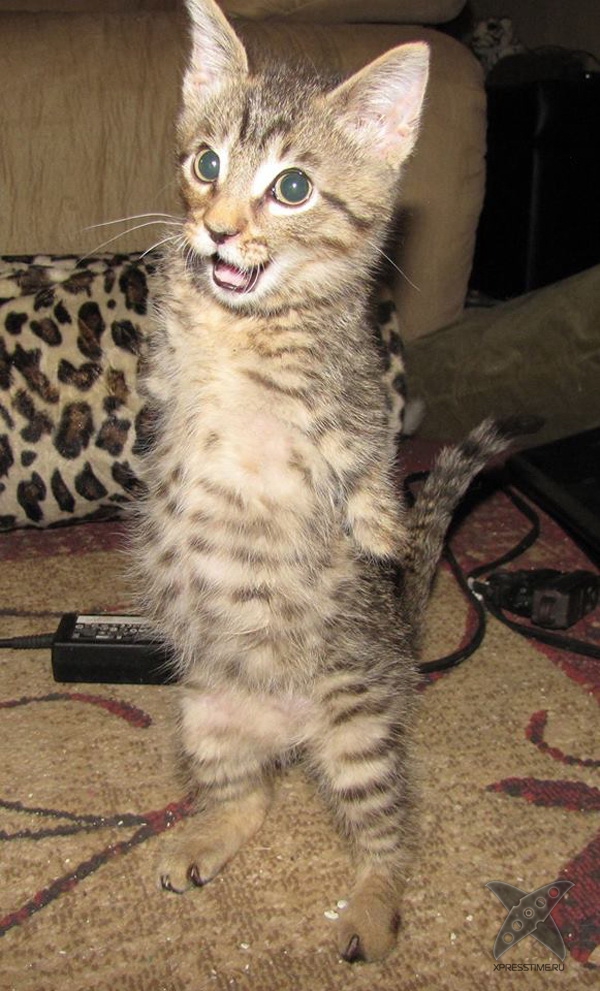 Котенок без передних лап