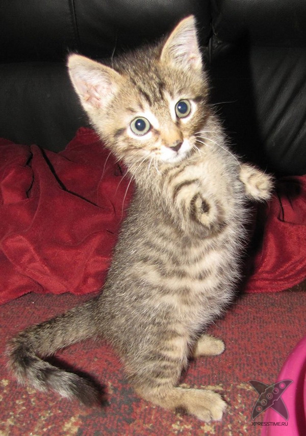 Котенок без передних лап