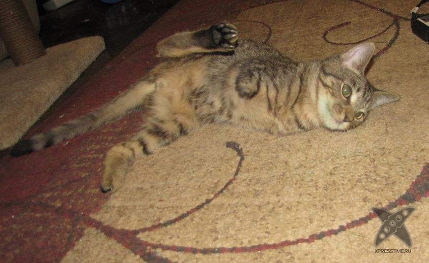 Котенок без передних лап