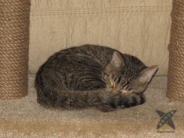 Котенок без передних лап