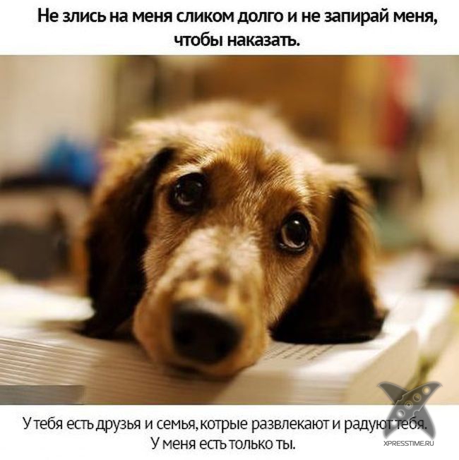 Берегите своих питомцев