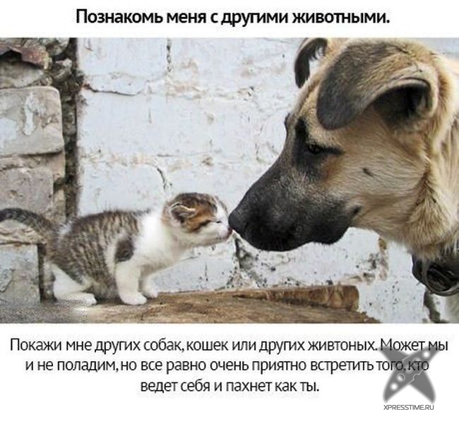 Берегите своих питомцев