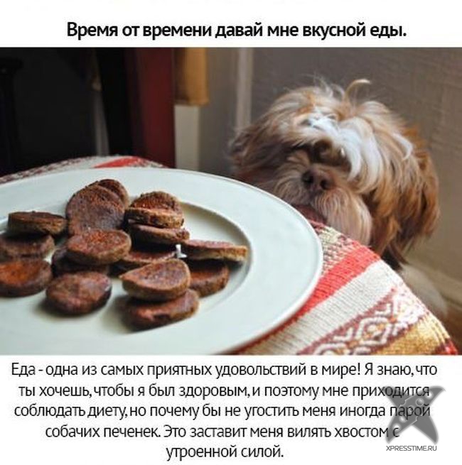 Берегите своих питомцев