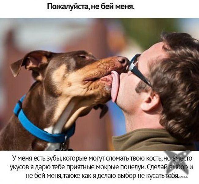 Берегите своих питомцев