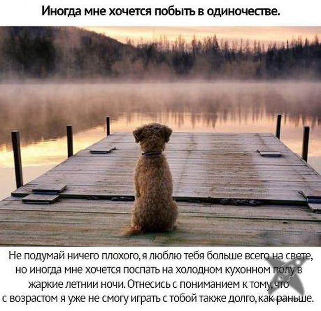 Берегите своих питомцев