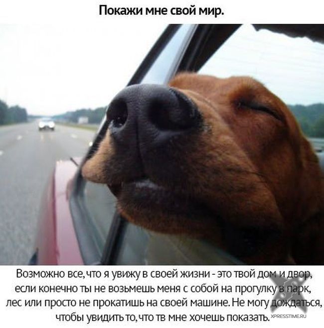 Берегите своих питомцев