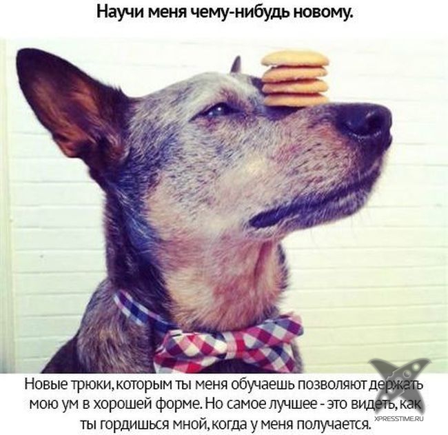 Берегите своих питомцев