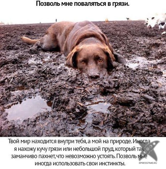 Берегите своих питомцев