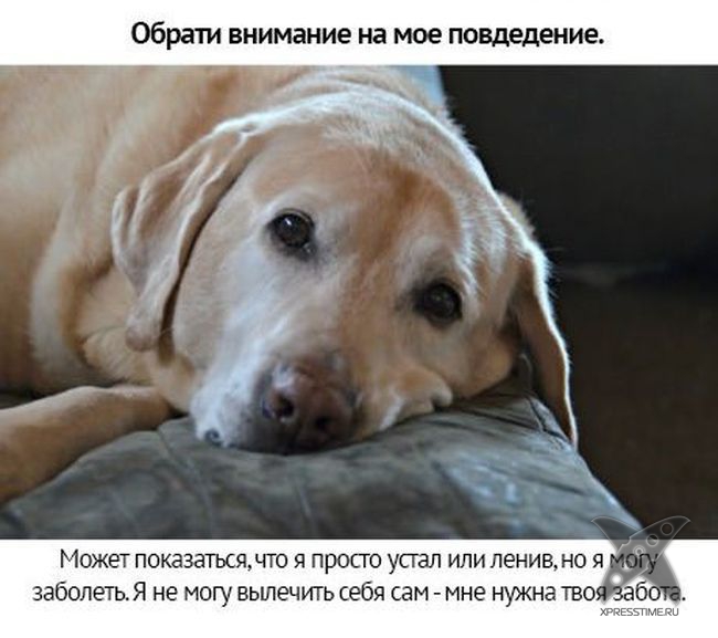 Берегите своих питомцев