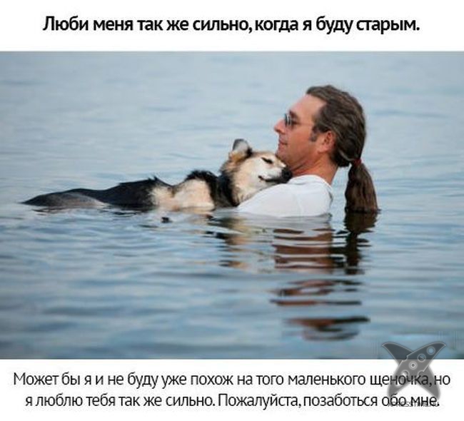 Берегите своих питомцев