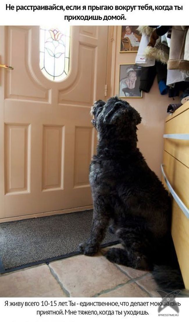 Берегите своих питомцев