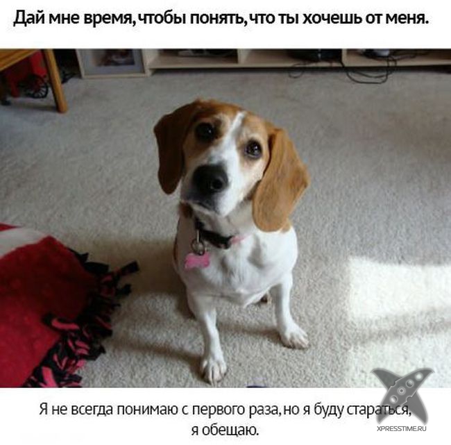 Берегите своих питомцев