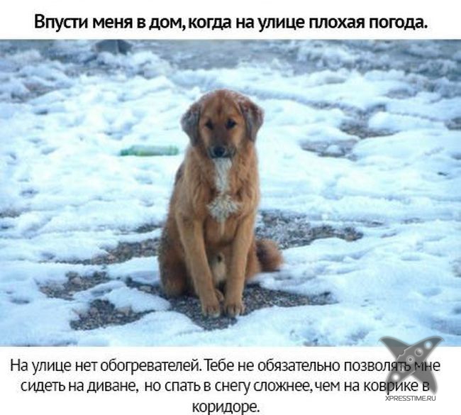 Берегите своих питомцев