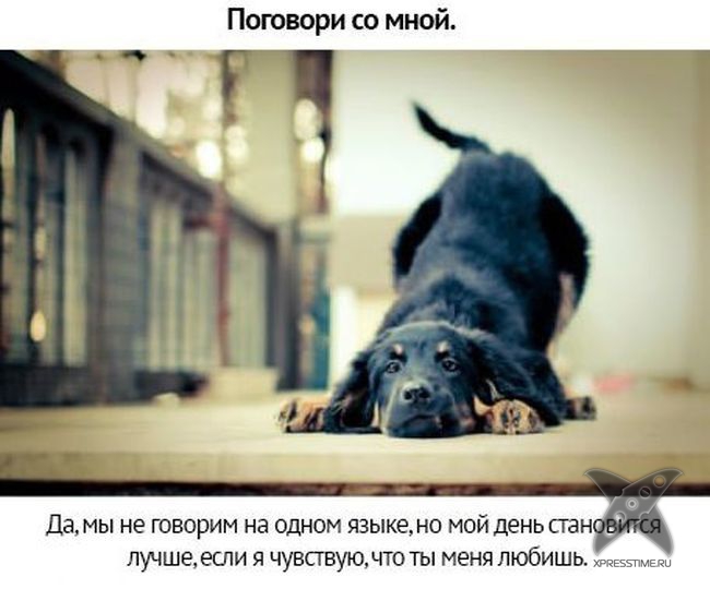 Берегите своих питомцев