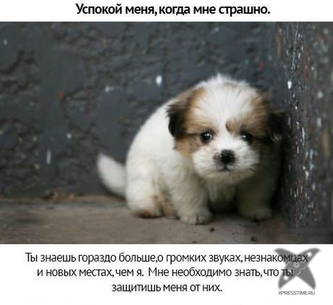 Берегите своих питомцев