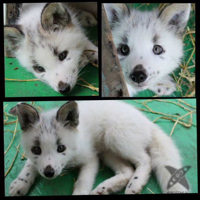 Лиса по имени Весна