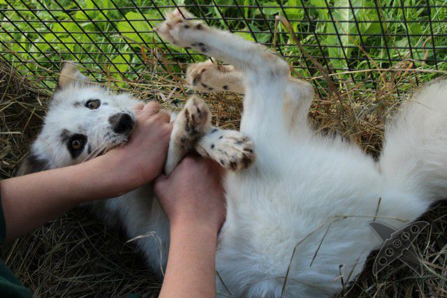 Лиса по имени Весна
