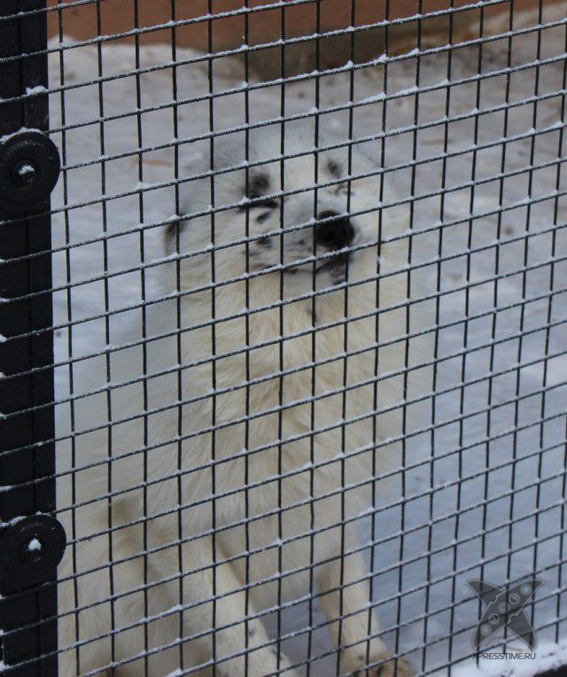 Лиса по имени Весна