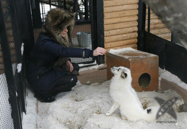 Лиса по имени Весна