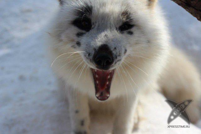 Лиса по имени Весна