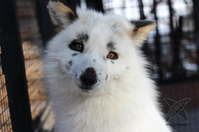 Лиса по имени Весна