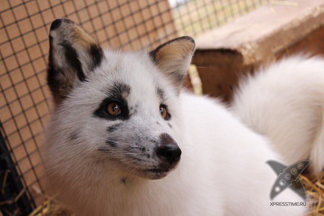 Лиса по имени Весна