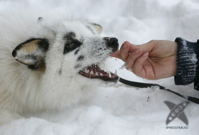 Лиса по имени Весна