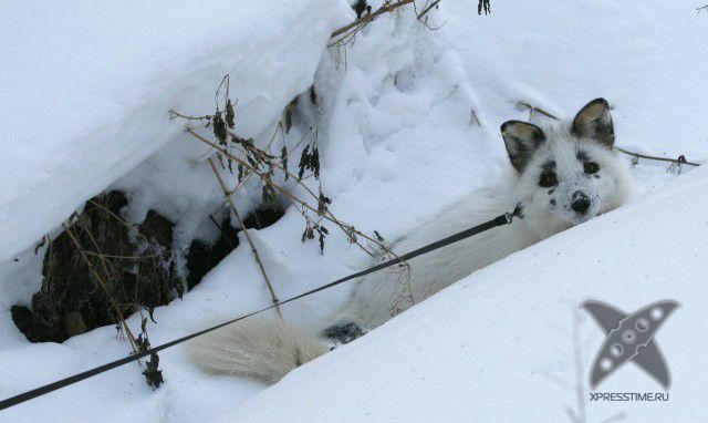 Лиса по имени Весна