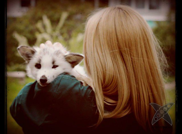 Лиса по имени Весна