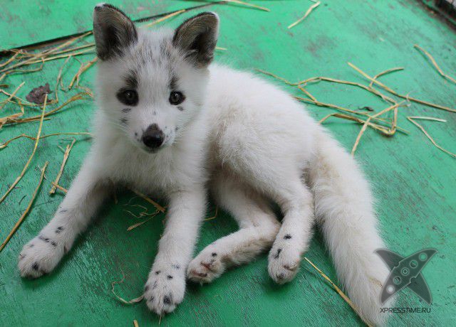 Лиса по имени Весна