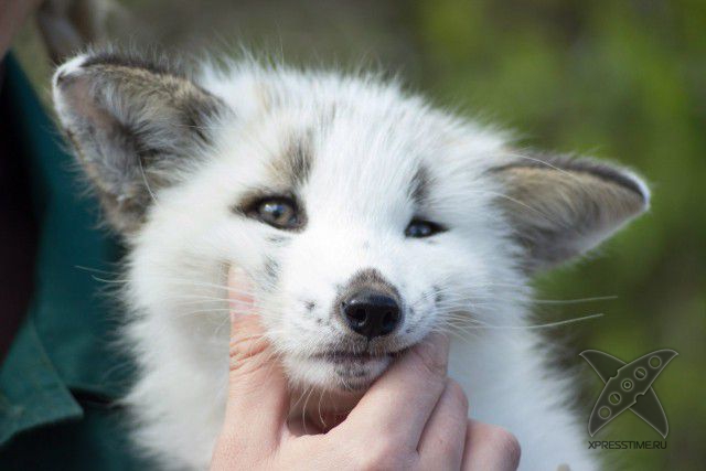 Лиса по имени Весна