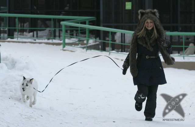 Лиса по имени Весна