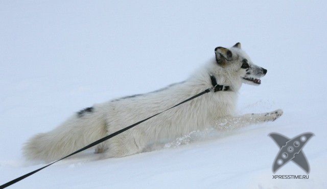 Лиса по имени Весна