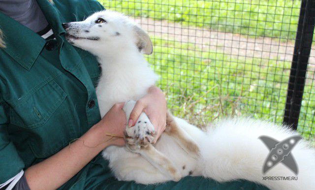 Лиса по имени Весна