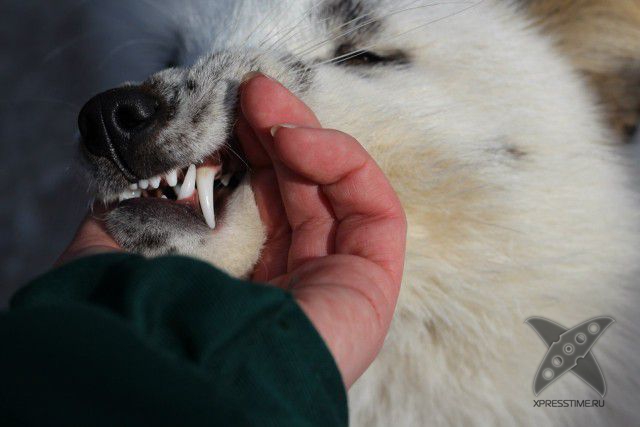 Лиса по имени Весна