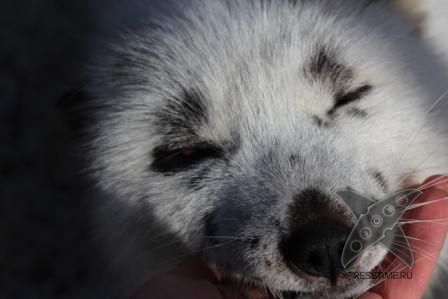 Лиса по имени Весна