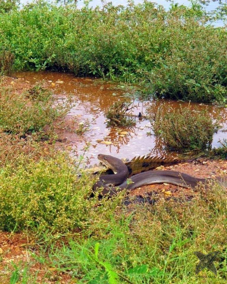Питон съел целого крокодила